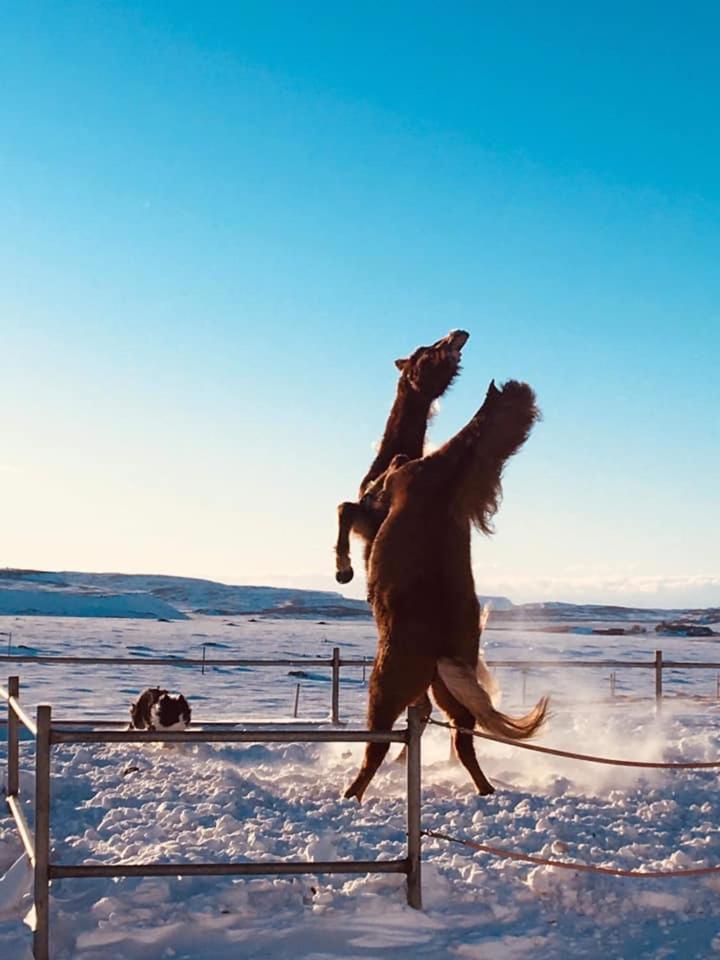 Skalinn Between Gullfoss And Geysir - Myrkholt Farm Haukadalur Εξωτερικό φωτογραφία